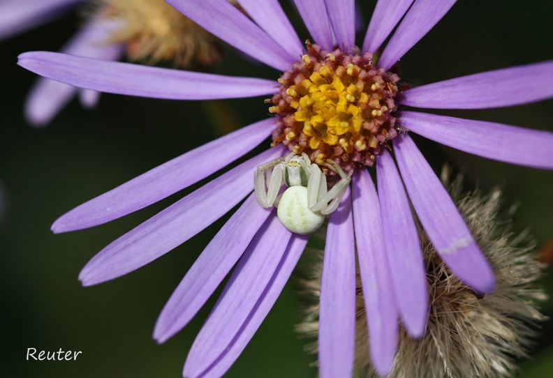 Veränderliche Krabbenspinne (Misumena vatia)